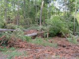 2022-05-20 - Tornado beim Sturmtief Emmelinde Solling - Steinlade bis Gehren (07)